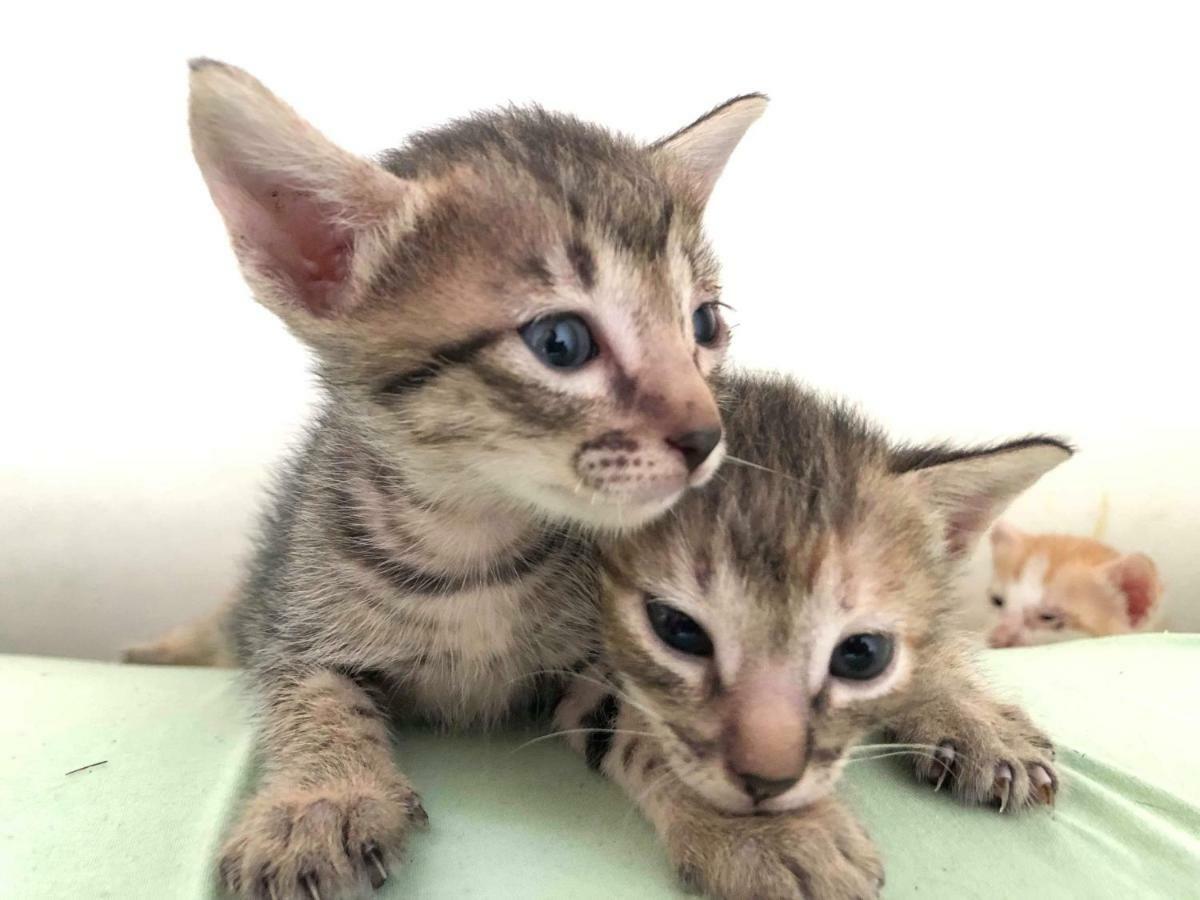 Cat Japanese Only At Uh Huh House Hostel Cebu Bagian luar foto
